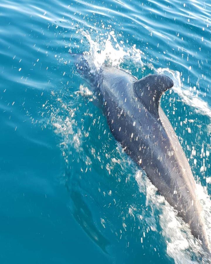 Dolphin Dhow Beach Safaris ビランクロス エクステリア 写真