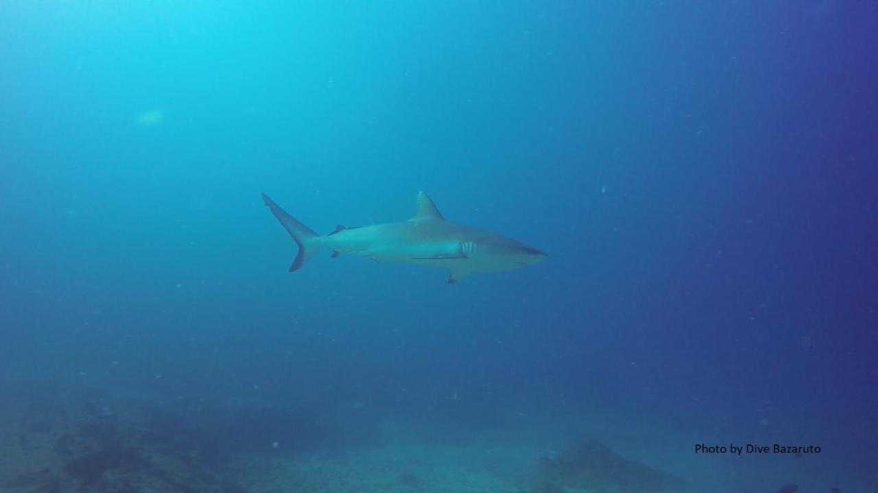 Dolphin Dhow Beach Safaris ビランクロス エクステリア 写真